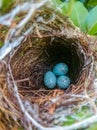 High angle viewof eggs in nest Royalty Free Stock Photo
