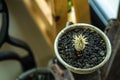 High angle views a small cactus with long spike in a ceramic pots for dhome decoration