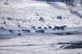 High-angle of a yoke of oxes walking in the snowy ground, clear sky background