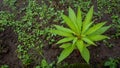 High angle young plants in the morning