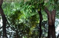 High angle zoom-in shot of a clear water reservoir with tree reflections on it -Nature and Rain Water concept Royalty Free Stock Photo