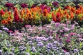 Flower bed with annuals in the summer sun