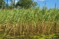 High aquatic green natural beautiful plants bushes grass reeds against the backdrop of the river bank and blue sky Royalty Free Stock Photo