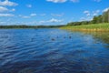 High aquatic green natural beautiful plants bushes grass reeds against the backdrop of the river bank and blue sky Royalty Free Stock Photo