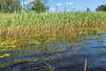 High aquatic green natural beautiful plants bushes grass reeds against the backdrop of the river bank and blue sky Royalty Free Stock Photo