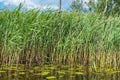 High aquatic green natural beautiful plants bushes grass reeds against the backdrop of the river bank and blue sky Royalty Free Stock Photo