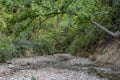 High arching tree spanning a dry creek bed