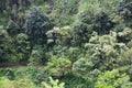 High atop a cliff, overlooking a rainforest and Hana Highway in Haiku, Maui, Hawaii