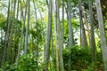 High bamboo trees in a green bamboo forest background texture