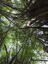 High bamboo trees in Reunion island, tropical vegetation