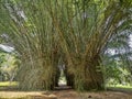 High bamboo vegetation of tropical Belize forest