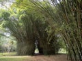 High bamboo vegetation of tropical Belize forest