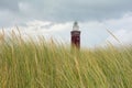 High Beach grass with lighthouse Westhoofd in Ouddorp in the Netherlands