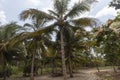 High beach palms with green coconuts and green trees at sunny day