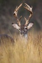 High beamed rack on whitetail buck Royalty Free Stock Photo