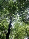 High and beautiful tree growth in a powerful and large forest