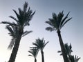 High beautiful tropical palm trees with large green leaves and stout thick trunks against the background of the blue evening sky