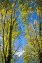 High beech forest trees in blue sky with sun rays piercing through