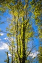 High beech forest trees in blue sky with sun rays piercing through