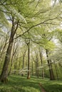 High beech trees in spring forest Royalty Free Stock Photo