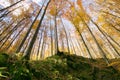 High beech trees Royalty Free Stock Photo