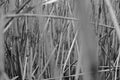 High black and white wheat, reed,  grass field Royalty Free Stock Photo