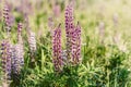 High branches of beautiful field flowers in solar rays against the background of juicy grass Royalty Free Stock Photo