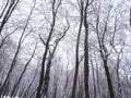 High Branches Of Trees On The Winter Day