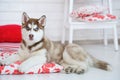 High bred adorable Siberian Husky puppy Royalty Free Stock Photo