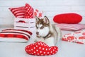 High bred adorable Siberian Husky puppy Royalty Free Stock Photo