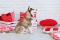 High bred adorable Siberian Husky puppy Royalty Free Stock Photo