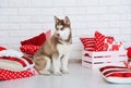 High bred adorable Siberian Husky puppy Royalty Free Stock Photo