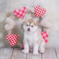 High bred adorable Siberian Husky puppy Royalty Free Stock Photo