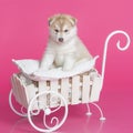 High bred adorable Siberian Husky puppy Royalty Free Stock Photo