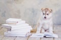 High bred adorable Siberian Husky puppy Royalty Free Stock Photo