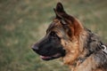 High bred dog with protruding ears. German Shepherd puppy breeding show, close up portrait on background of green grass. Charming Royalty Free Stock Photo