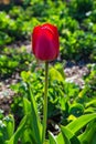 High bright-red tulip Latin: Tulipa against the green leafs. Close-up view. Soft focus