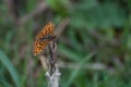 High Brown Fritillary Argynnis adippe orange butterfly getting ready to fly Royalty Free Stock Photo