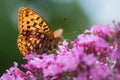 High Brown Fritillary - Argynnis adippe