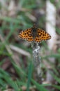 High Brown Fritillary Argynnis adippe splendid butterfly resting on a stick