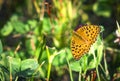 High brown fritillary butterfly Argynnis adippe with open wing Royalty Free Stock Photo