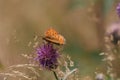 high brown fritillary pollinating a knapp weed in an alpine summer meadow