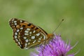 A High Brown Fritillary on a thistle flower.