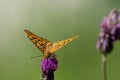 A High Brown Fritillary on a thistle flower.