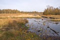 High brown grass next to pond. Royalty Free Stock Photo