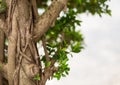 High brown tree thick branch of liana long intertwined close-up on a background of blurry foliage copy space tropical design postc