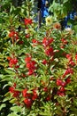High bush with clusters of red flowers in the garden Royalty Free Stock Photo