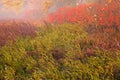 High Bush Cranberries