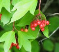 High Bush Cranberry Or Viburnum Trilobum