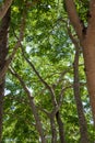 High canopy tree with the sunlight